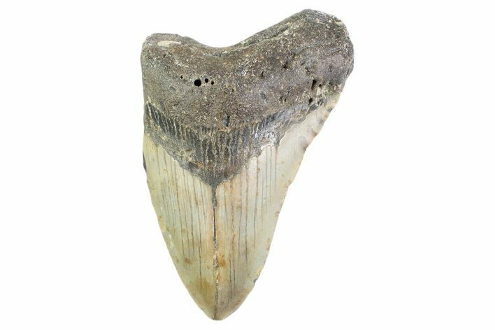 Partial, Fossil Megalodon Tooth - North Carolina #373169